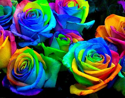 bouquet of roses