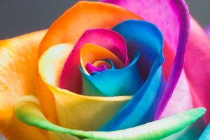 Rainbow rose 