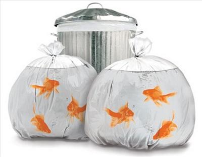 Gold Fish Garbage