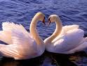 Bebek
