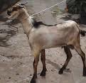 kambing