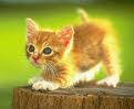 Kucing