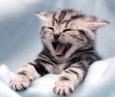 yawning cat <3 