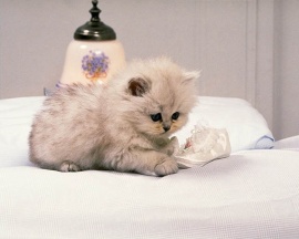 lonely cat <3 