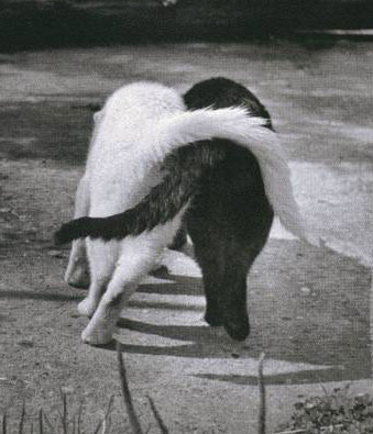 lover cats <3