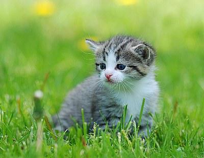 little cat <3 