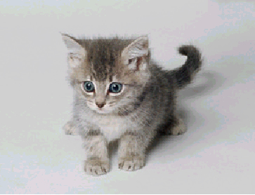 cute little cat <3 