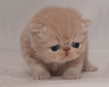sad cat <3 
