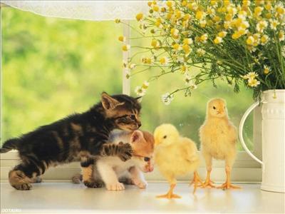 2 cats 2 chicks <3