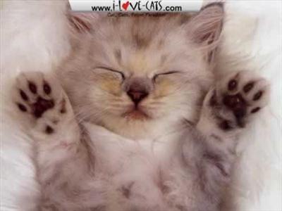 sleepy cat <3