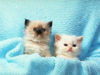 2 cats <3 