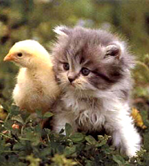 cat & little sweet chicken <3 
