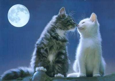 cats whisper love <3 