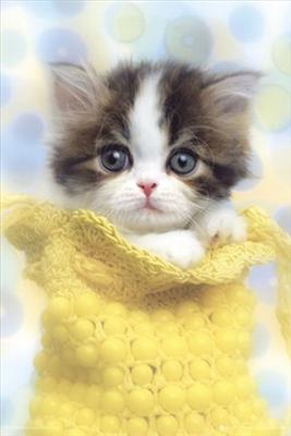 sweet cat <3