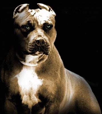 A stray pit bull