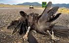 ran over turkey