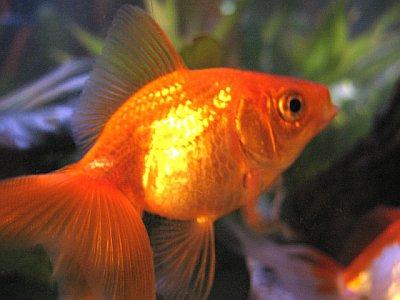 Gold Fish