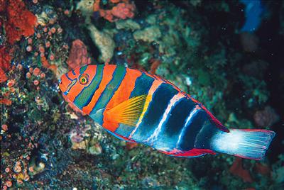 Rainbow Fish