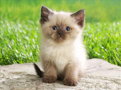 Kitten