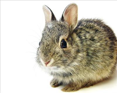 Bunny