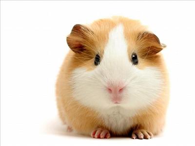 Guinea Pig