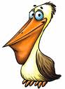 pelican