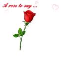 Red Rose