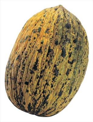 Kavun