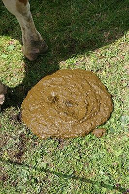 TURD