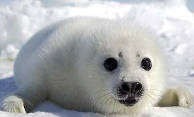 Seel