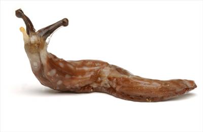 slug
