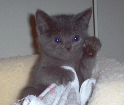 kitten