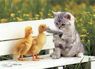 Kitten with gun