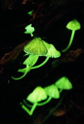 Glowing Mushroom