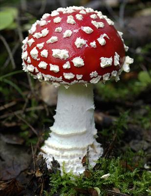Real Mushroom