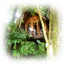 Tree House