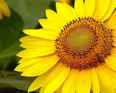 Girasol por la paz de Colombia!