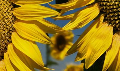 Girasoles amigos!