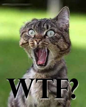 WTF CAT!!!!!