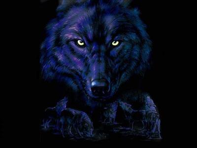 night wolf