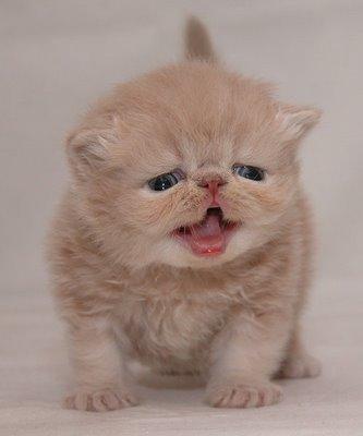 Cute Kitten