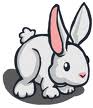 6 Rabbits