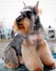 Standard Schnauzer 