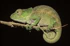Chameleon