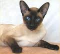 Siamese
