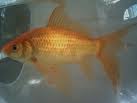 Goldfish