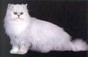 Persian
