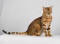 Toyger