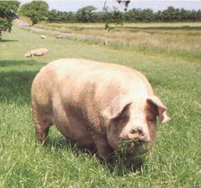 un maiale
