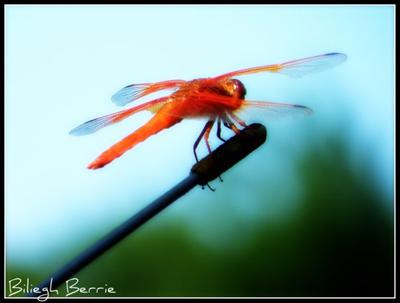 Dragon Fly